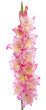 gladiolus