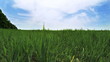 Green field and cloudscape time-lapse