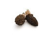 morilles