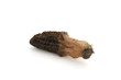 morilles