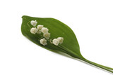 muguet