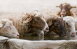 thirsty sheep