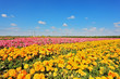 Kibbutz fields with bright flowers Ranunculus