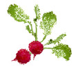 fresh radishes vector illustration of blots