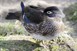 Foto: Brautente (Weibchen) Brautente (Weibchen)