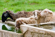 thirsty sheep