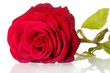 beautiful red rose isolated on white