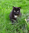 Blacky