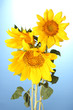 beautiful sunflowers, on blue background