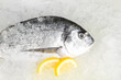 Dorado fish on ice