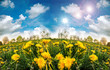 Frühling: Löwenzahnwiese mit blauem Himmel