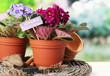 Bright saintpaulias and garden tools on natural background