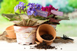Bright saintpaulias and garden tools on natural background