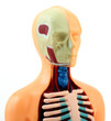 human anatomy