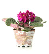 Bright saintpaulia in flowerpot, isolated on white
