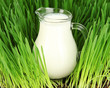 Glass pitcher of milk standing on grass close up