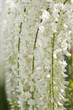 Foto: flowers white wisteria flowers white wisteria