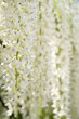 Foto: flowers white wisteria flowers white wisteria