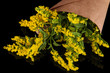 Sprigs of mimosa on dark background