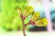 Blossoming buds on tree on bright background