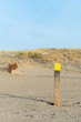 Beach pole