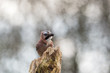Eurasian jay in nature