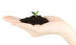 Green seedling growing from soil.in hand