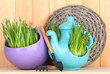 Green grass in decorative pot on wooden background