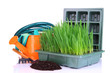 Seed box with seedling isolated on white