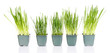 Seed boxes with seedling isolated on white