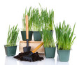 Seed boxes with seedling isolated on white