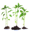 Pepper seedlings isolated on white