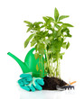 Pepper seedlings with garden tools isolated on white