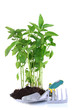 Pepper seedlings with garden tools isolated on white
