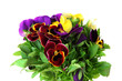 Beautiful pansies flowers isolated on a white