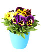 Beautiful pansies flowers isolated on a white