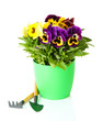 Beautiful pansies flowers isolated on a white
