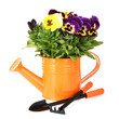 Beautiful pansies flowers isolated on a white