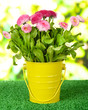 Daisy flowers on grass on bright background