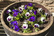 Photo: Wine Barrel Filled with Pansies Wine Barrel Filled with Pansies