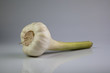Knoblauchknolle