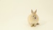 Rabbit  in studio