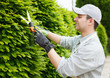 Gardener pruning an hedge