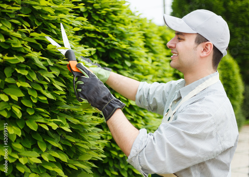 Photo: Gardener pruning an hedge Gardener pruning an hedge
