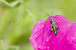 Rock-rose flower and green insect
