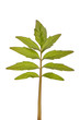 stevia rebaudiana green leaf  herb