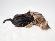 おっぱいを飲む2匹の子猫