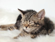 眠るアメリカンショートヘアーの子猫