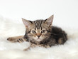 カメラを見る子猫