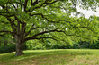 Oak Tree in Park